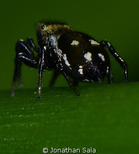 Heliophanus apiatus on surface, Santa Margherita swamp, S... by Jonathan Sala 